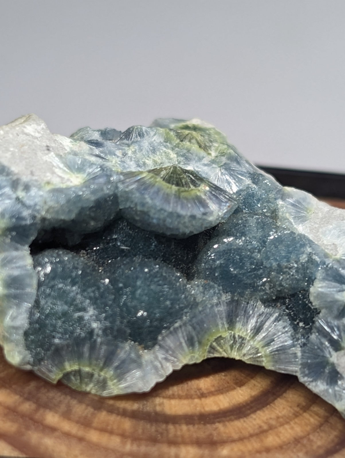 A striking blue-green fossilized coral specimen with translucent, fan-shaped structures and a textured surface.