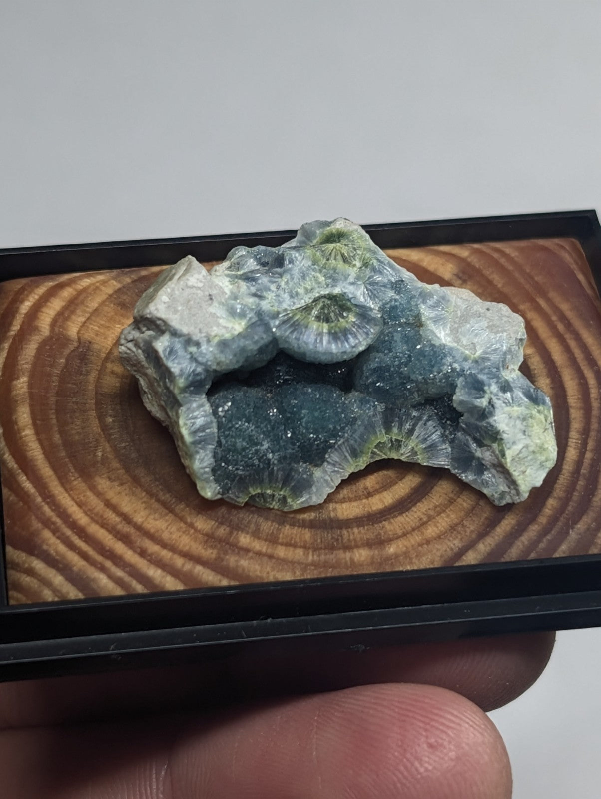 A striking blue-green geode with intricate, fossilized coral-like formations nestled within its crystalline matrix.