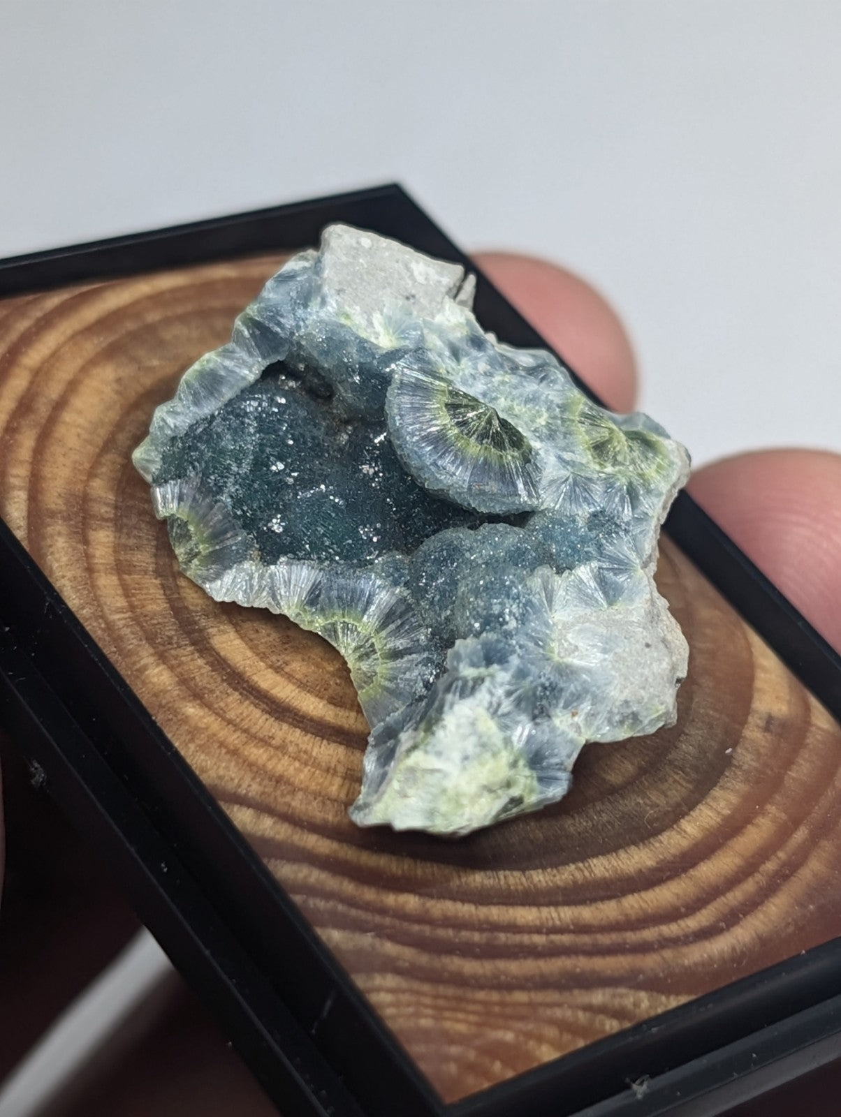 A translucent blue-green fossilized coral specimen with intricate, fan-like structures and a slightly rough texture.