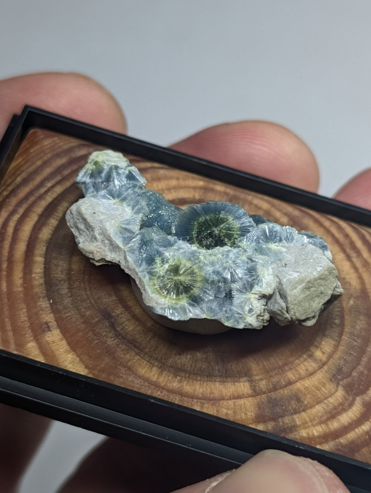 A striking blue and green crystalline mineral specimen with intricate, circular patterns displayed in a sleek black rectangular display case.