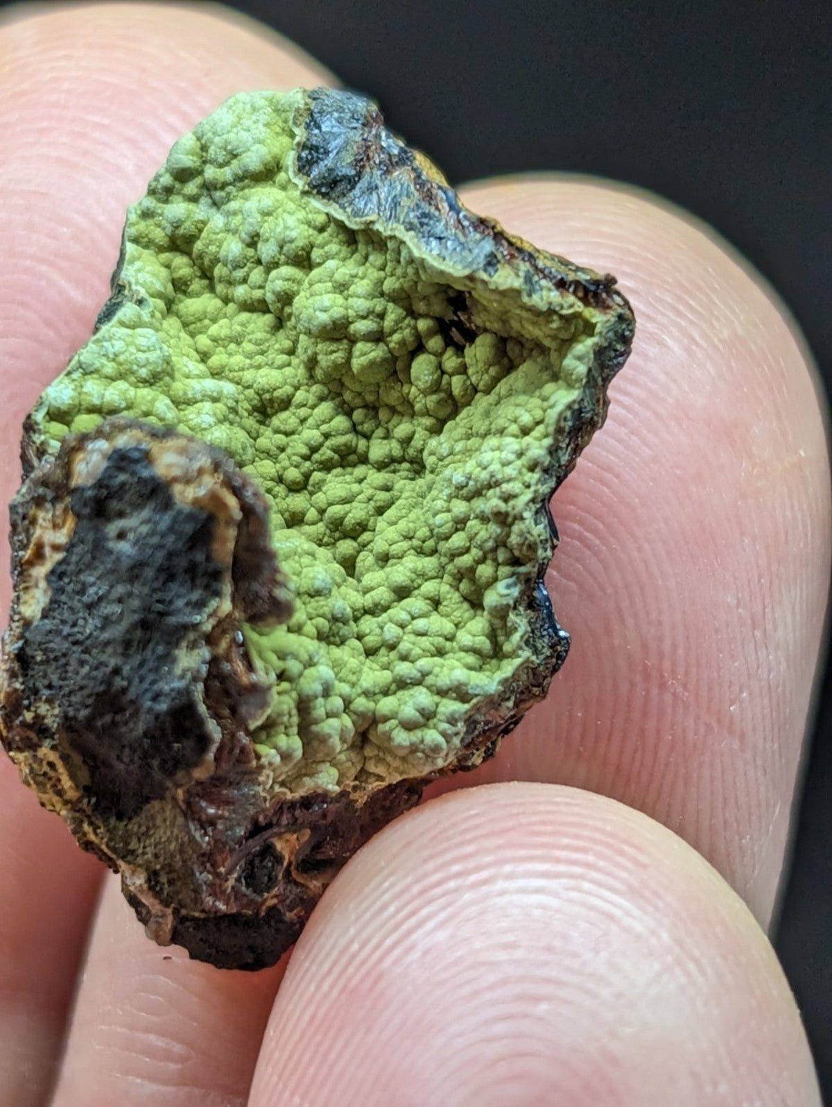 A textured, bumpy green lichen specimen with dark brown and blackened edges held between fingers.