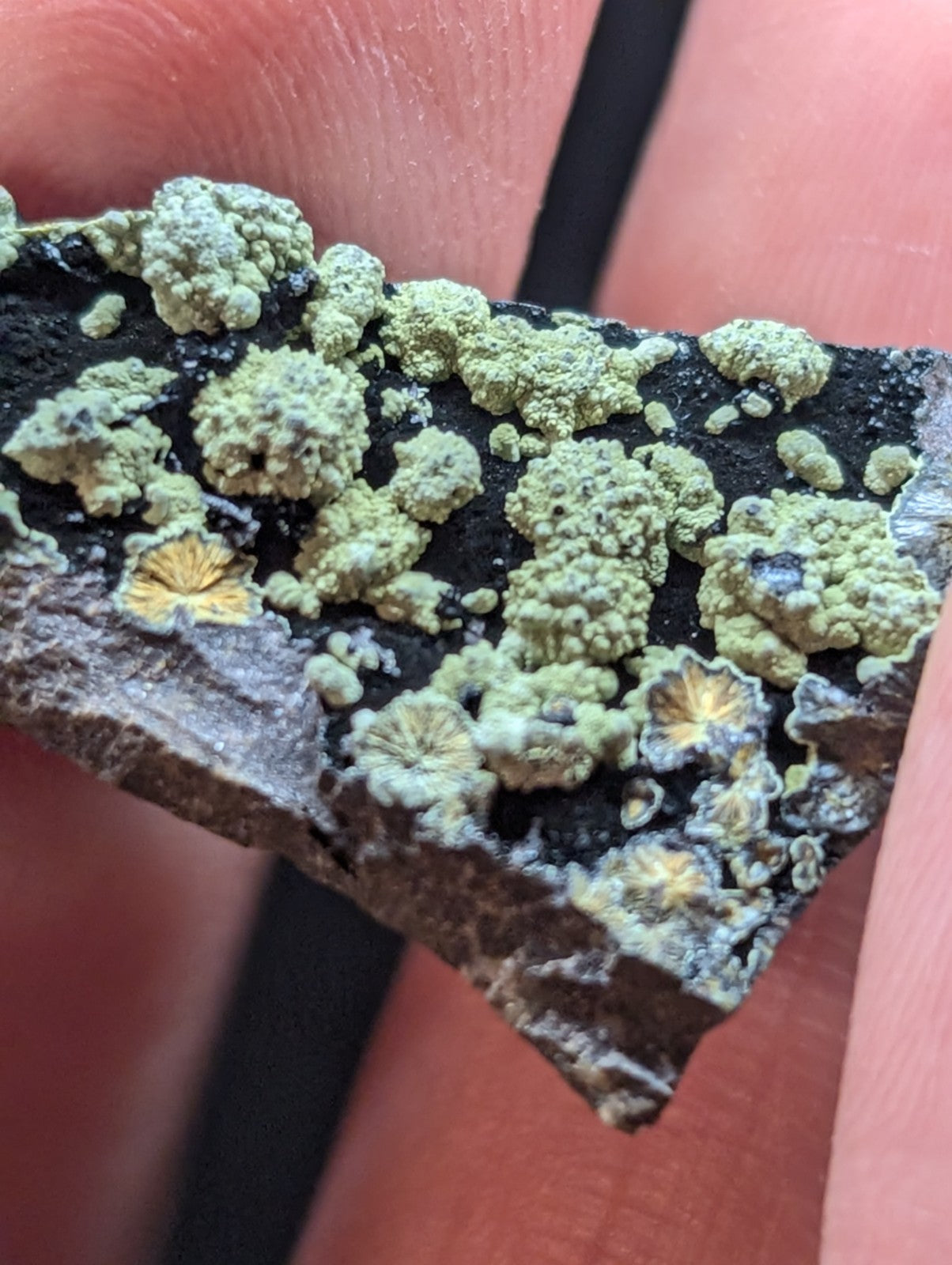 A fragment of dark, rough-textured stone covered in patches of light green lichen with some yellowish centers.