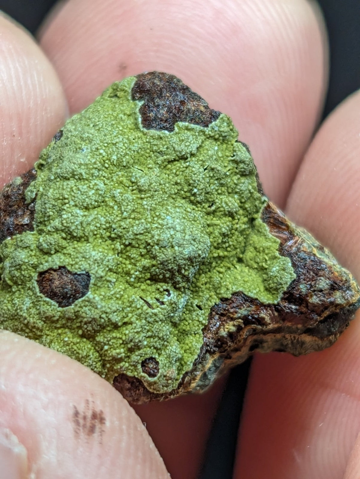 A textured, irregularly shaped green lichen specimen with patches of dark brown and earthy tones.