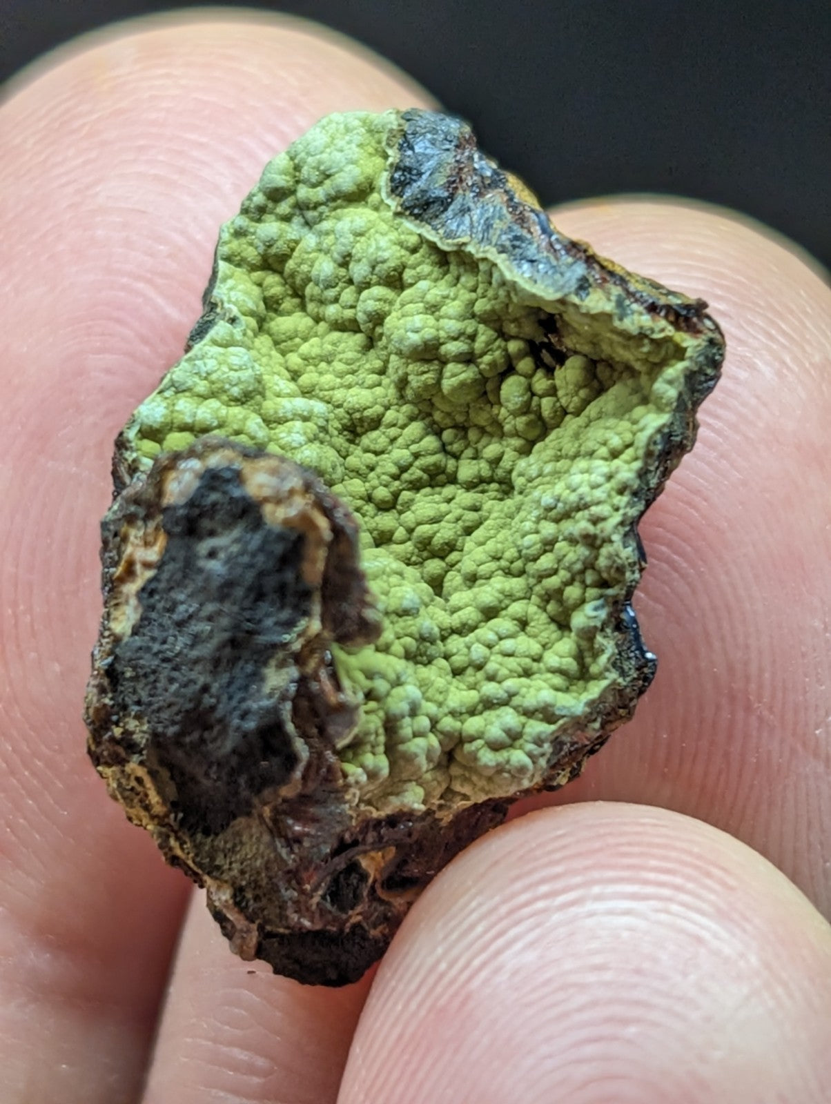 A textured, irregularly shaped green lichen specimen with darkened, rugged edges and a bumpy surface.