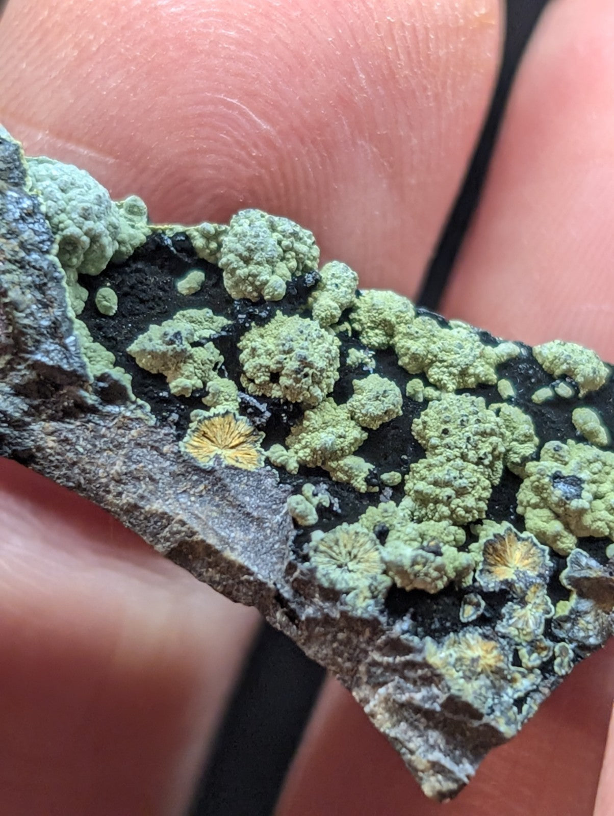 A fragment of dark, textured stone covered in patches of light green lichen with some yellowish centers.
