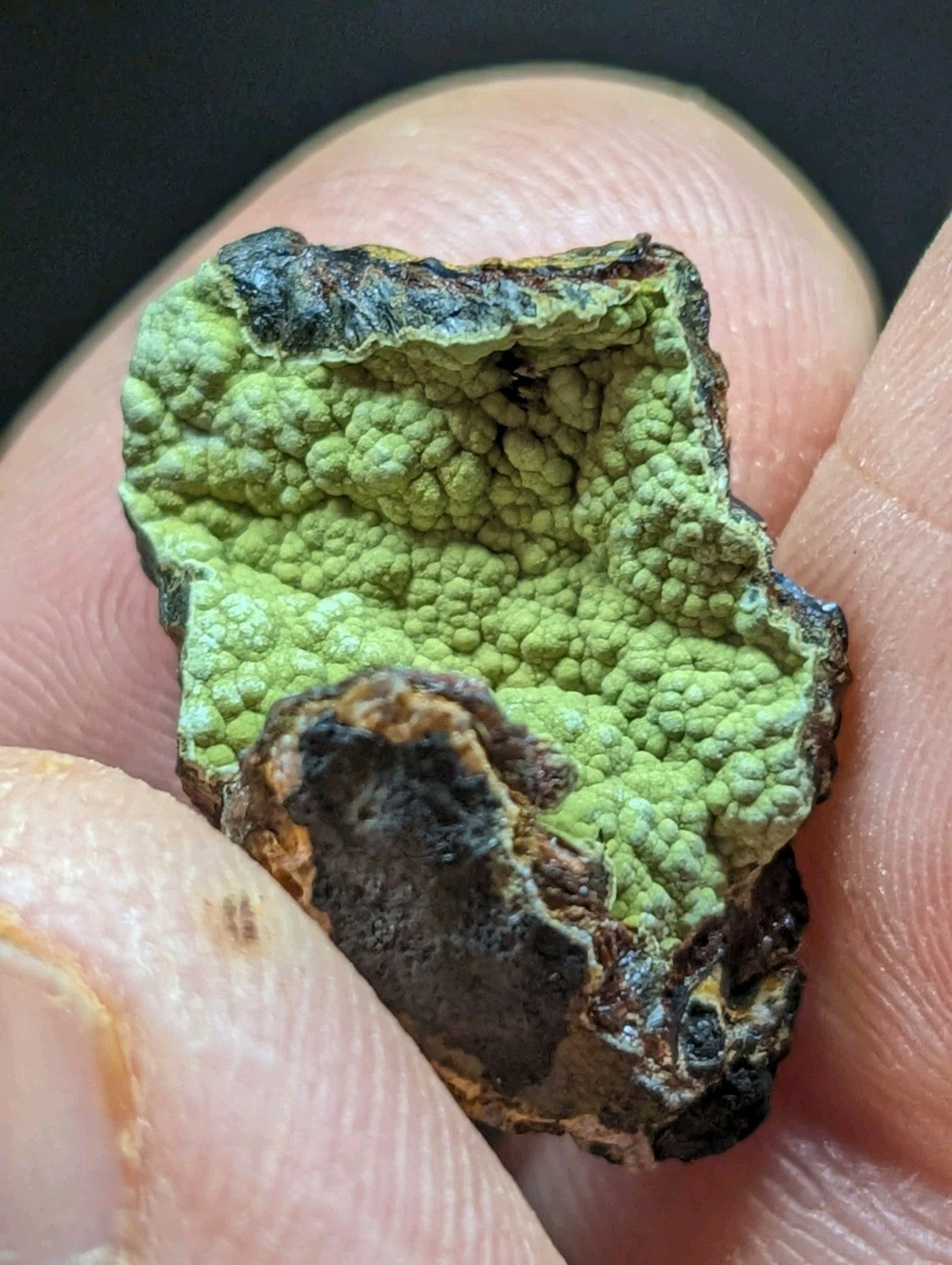 A vibrant green, textured lichen specimen with a rough, bumpy surface and darkened edges held gently between fingers.