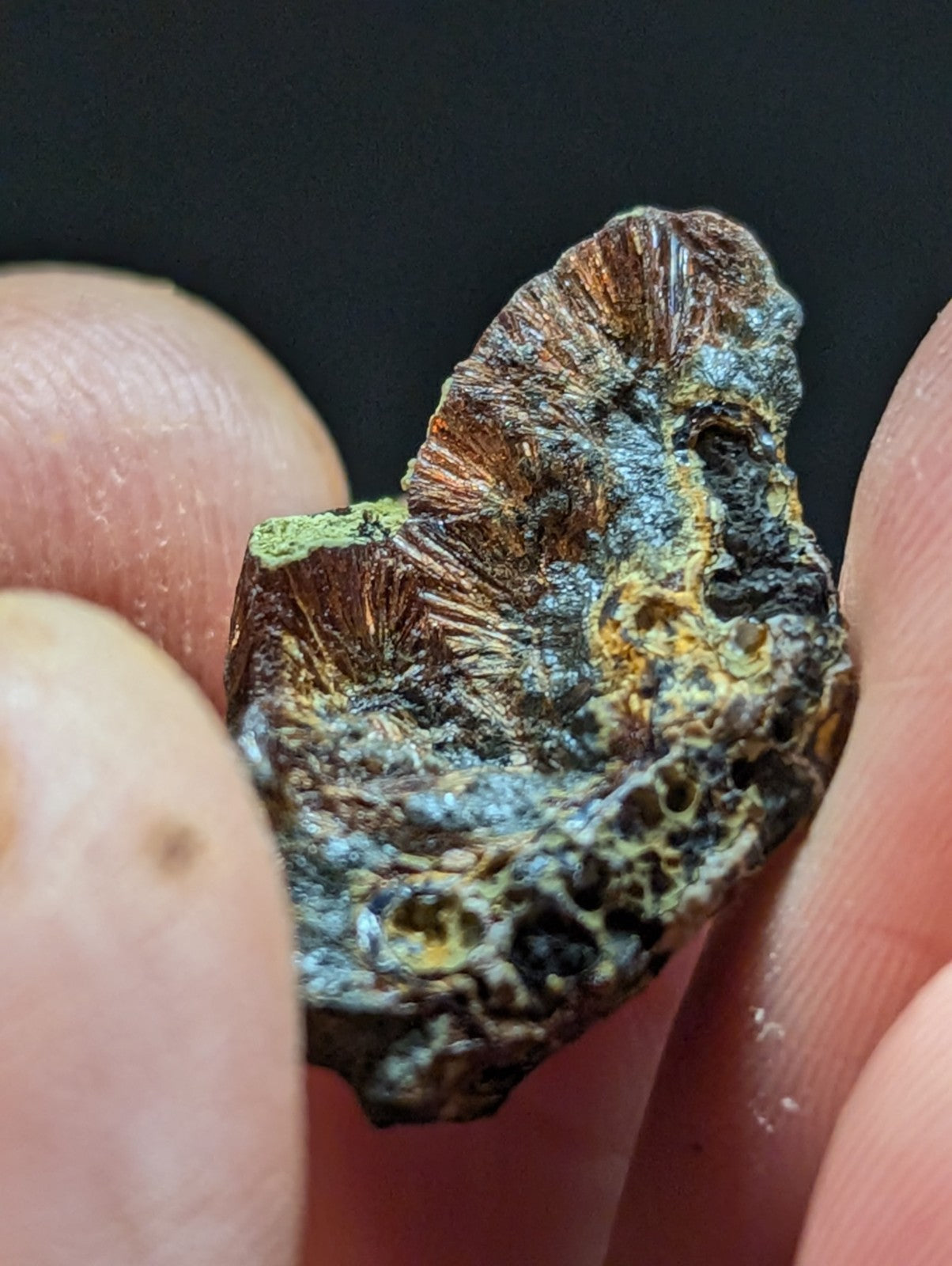 A rugged, fossilized ammonite with intricate ridged patterns and a mix of earthy brown, greenish-blue, and yellow hues.