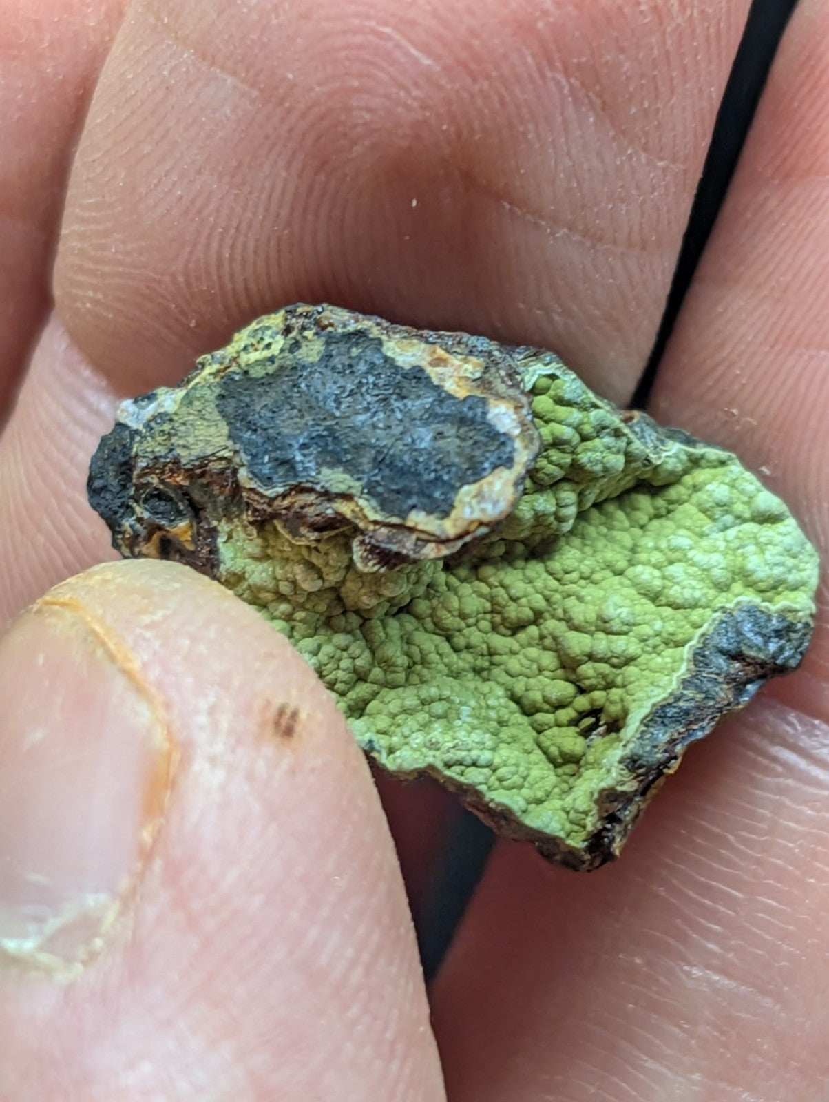 A textured, irregularly shaped green lichen specimen with a dark gray patch and rough edges.