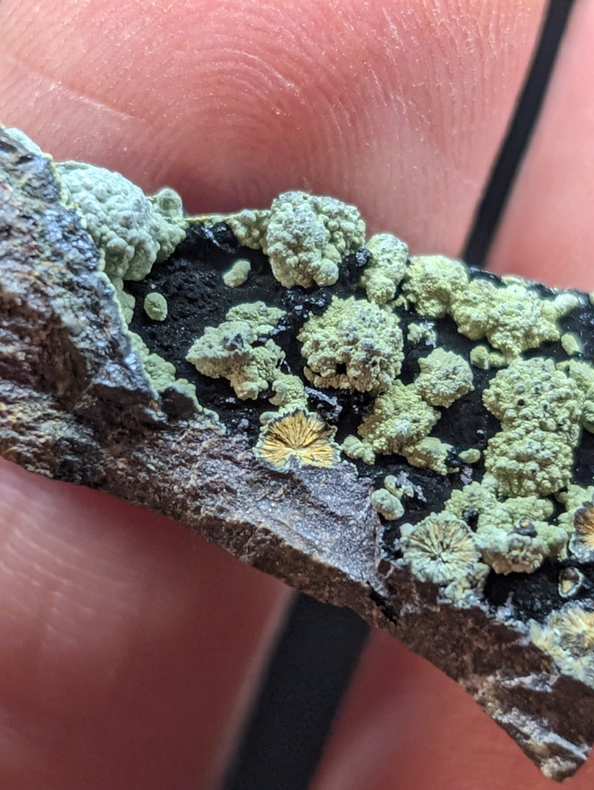 A textured, irregularly shaped piece of bark covered in patches of light green lichen with some yellowish-orange spots.