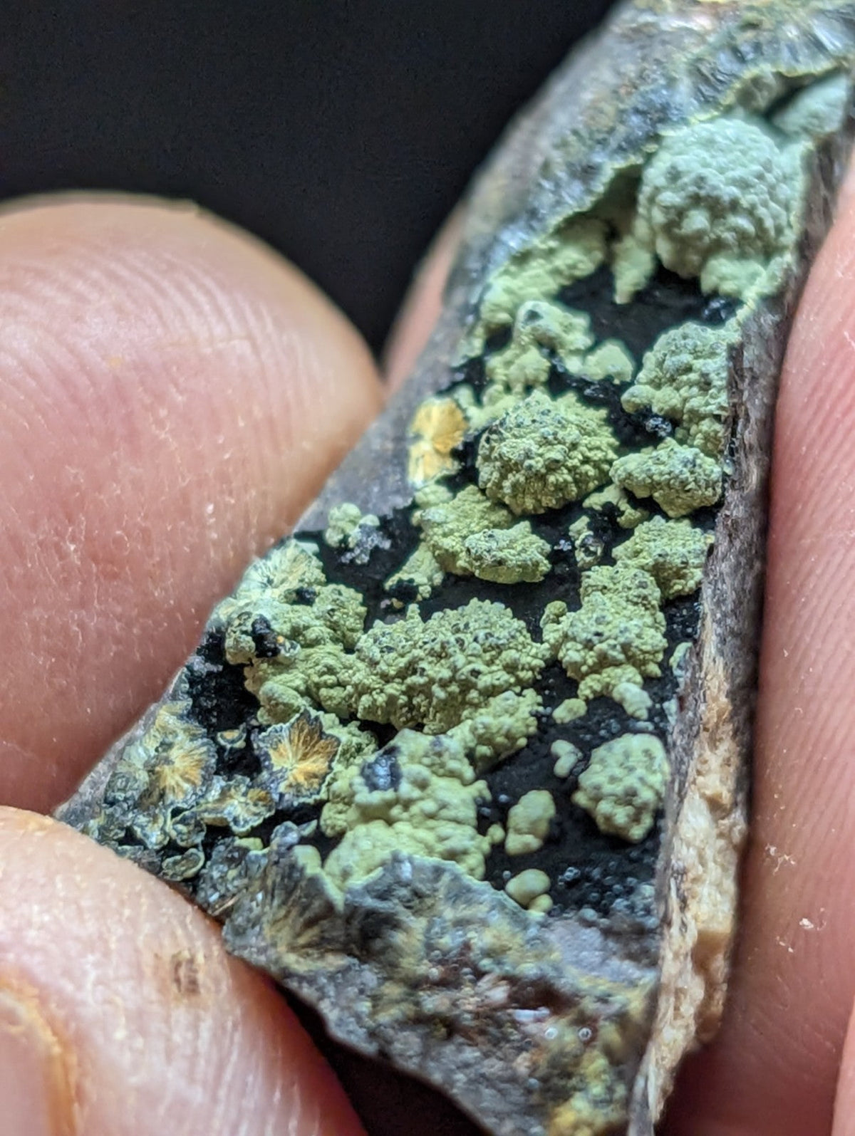 A hand holds a dark, irregularly shaped rock specimen covered in patches of vibrant green lichen with small yellowish spots.