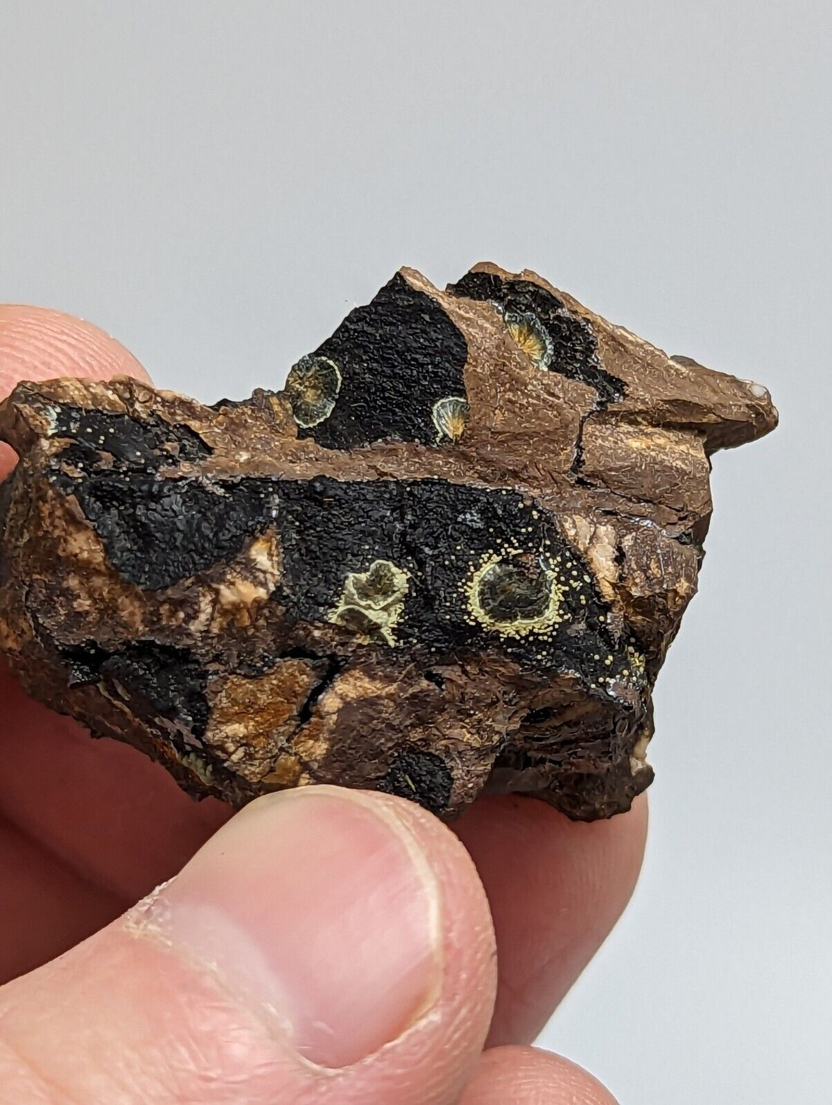 Rare Kidwellite On Black Rockbridgeite Eleonorite -York Mine Polk Co Arkansas - Collectibles:Rocks Fossils &
