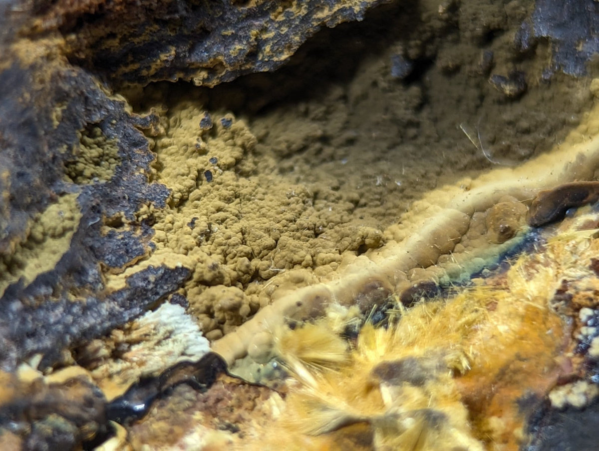 A textured, earthy-yellow fungal growth with patches of dark brown and black surrounding it.