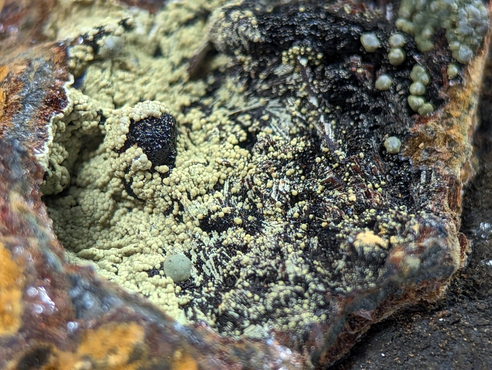 A textured, mossy patch with a mix of pale green and dark black lichen growing on a rough, earth-toned rock surface.