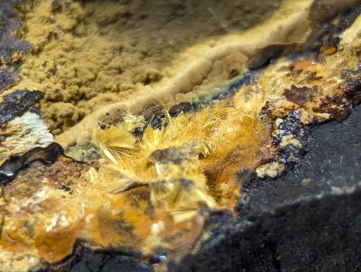 Yellowish-orange fungal growth with fuzzy, feathery textures and patches of dark brown rust-like material.