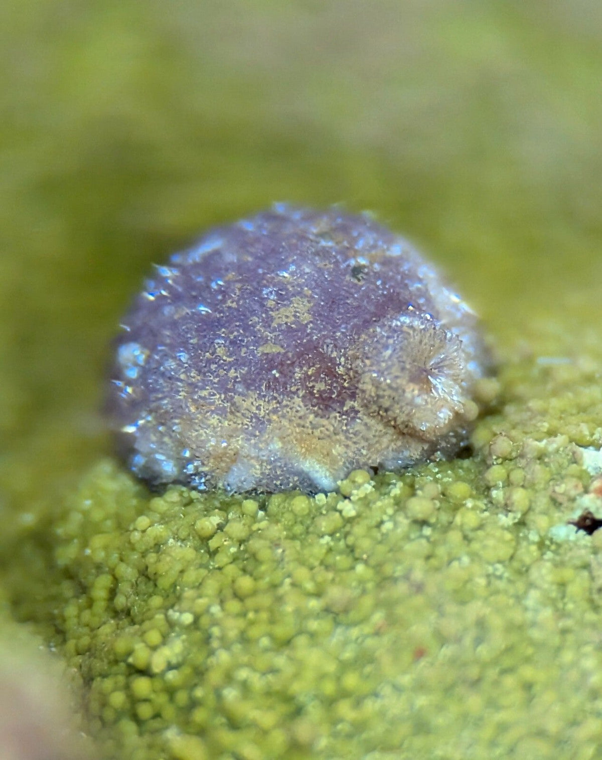 A small, textured purple and beige sea slug rests on a bed of green algae.