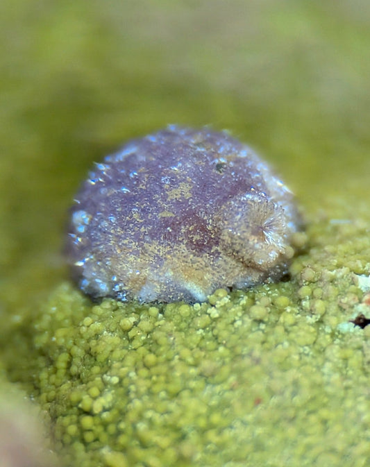 A small, textured purple and beige sea slug rests on a bed of green algae.