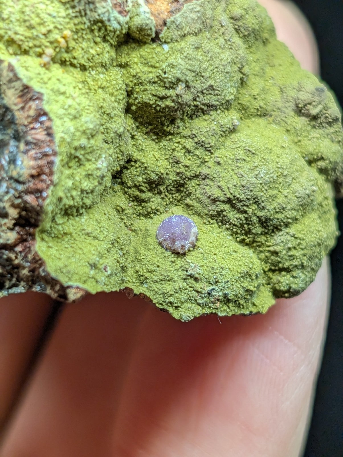 A small, round, translucent purple gemstone nestled within a textured green lichen-covered rock.