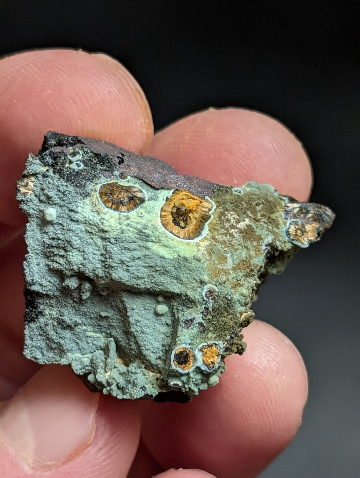 Rare Kidwellite w/ other Iron Phosphates -Coon Creek Mine Polk County Arkansas - Collectibles:Rocks Fossils &