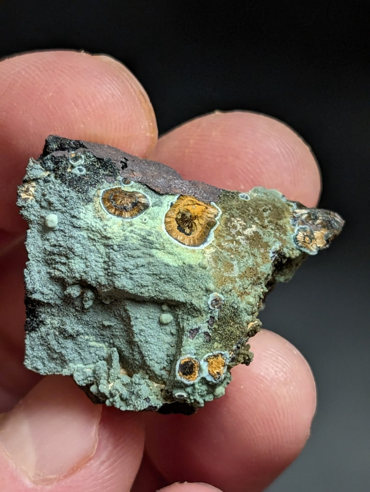 Rare Kidwellite w/ other Iron Phosphates -Coon Creek Mine Polk County Arkansas - Collectibles:Rocks Fossils &