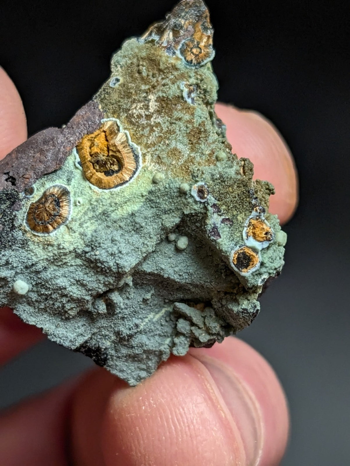 Rare Kidwellite w/ other Iron Phosphates -Coon Creek Mine Polk County Arkansas - Collectibles:Rocks Fossils &