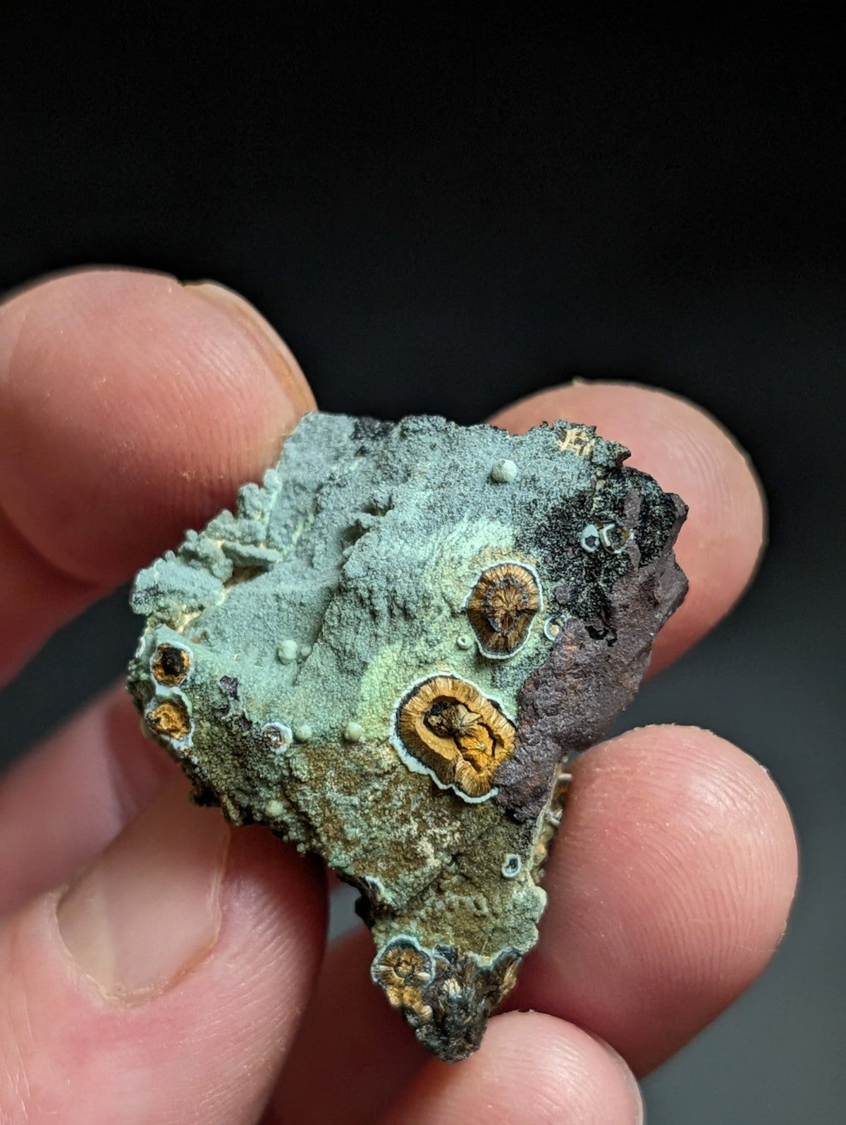 Rare Kidwellite w/ other Iron Phosphates -Coon Creek Mine Polk County Arkansas - Collectibles:Rocks Fossils &