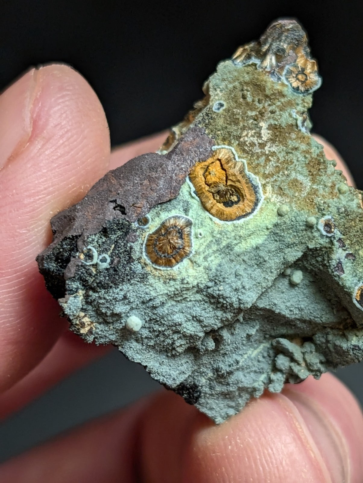 Rare Kidwellite w/ other Iron Phosphates -Coon Creek Mine Polk County Arkansas - Collectibles:Rocks Fossils &
