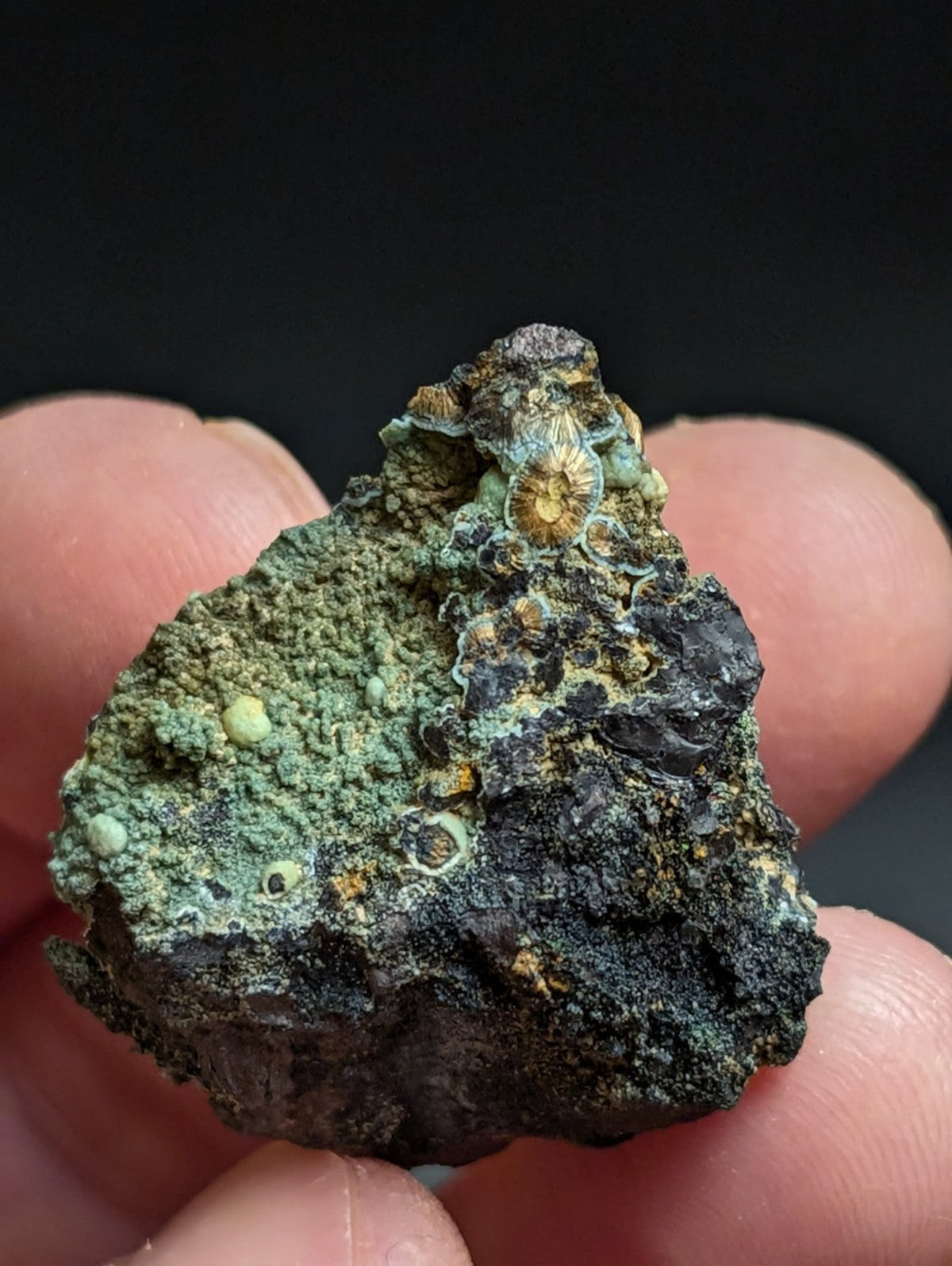 Rare Kidwellite w/ other Iron Phosphates -Coon Creek Mine Polk County Arkansas - Collectibles:Rocks Fossils &