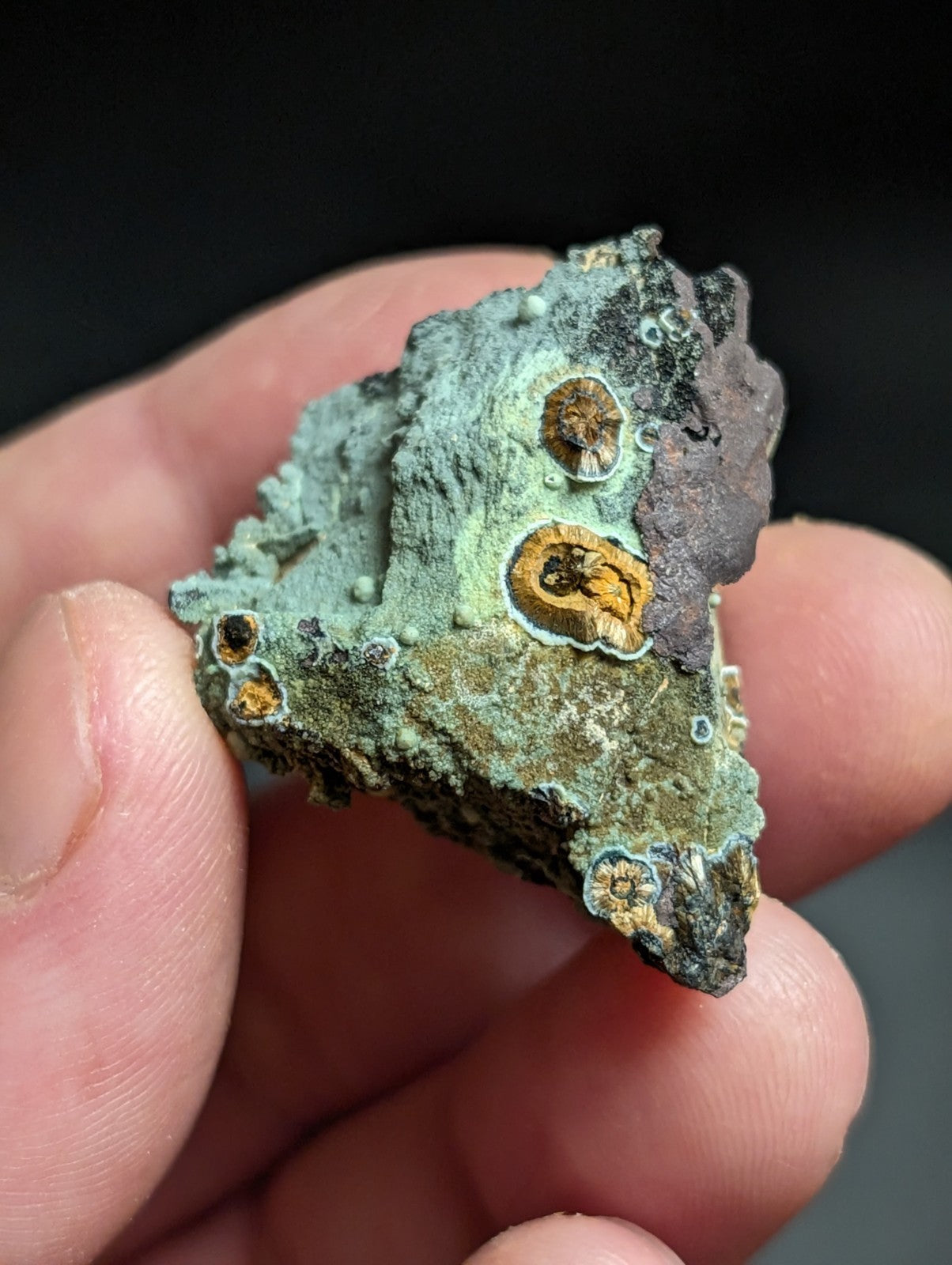 Rare Kidwellite w/ other Iron Phosphates -Coon Creek Mine Polk County Arkansas - Collectibles:Rocks Fossils &