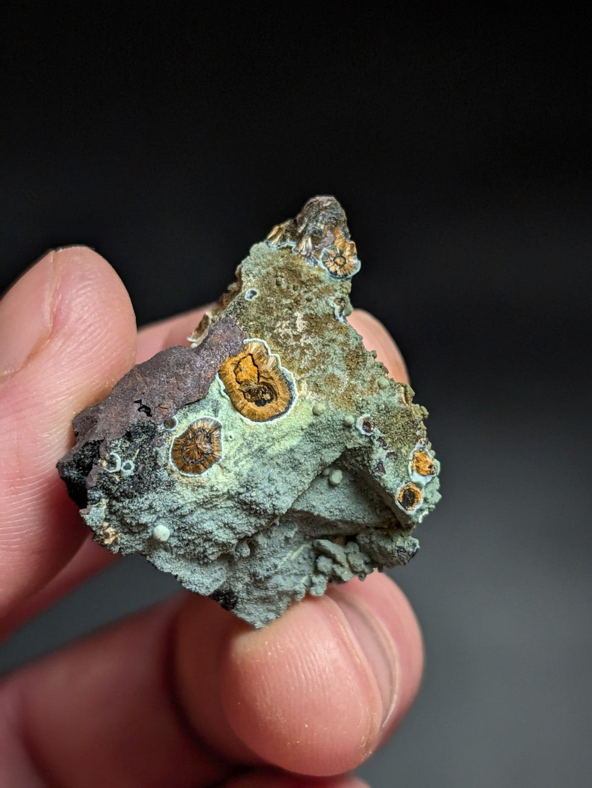 Rare Kidwellite w/ other Iron Phosphates -Coon Creek Mine Polk County Arkansas - Collectibles:Rocks Fossils &