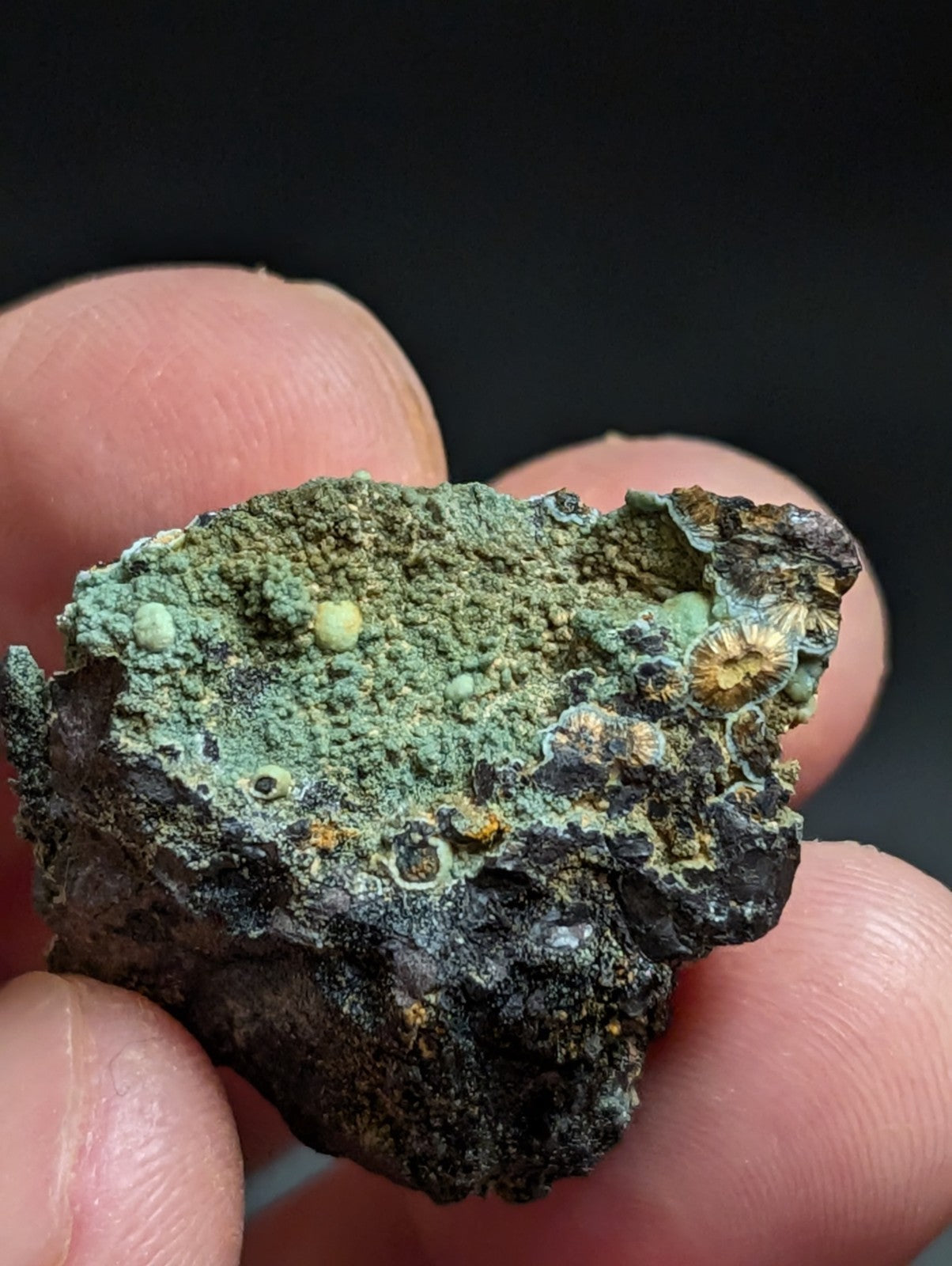 Rare Kidwellite w/ other Iron Phosphates -Coon Creek Mine Polk County Arkansas - Collectibles:Rocks Fossils &