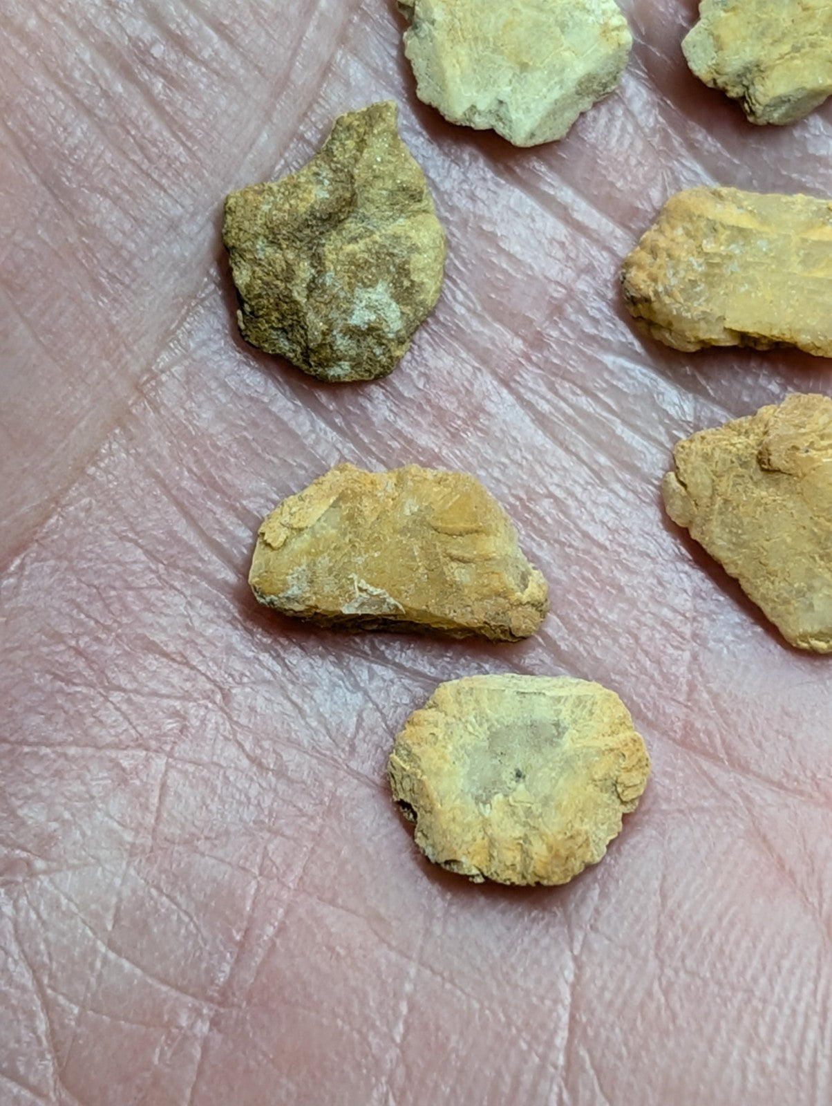 Yellowish-green, irregularly shaped mineral fragments resting on a textured skin surface.