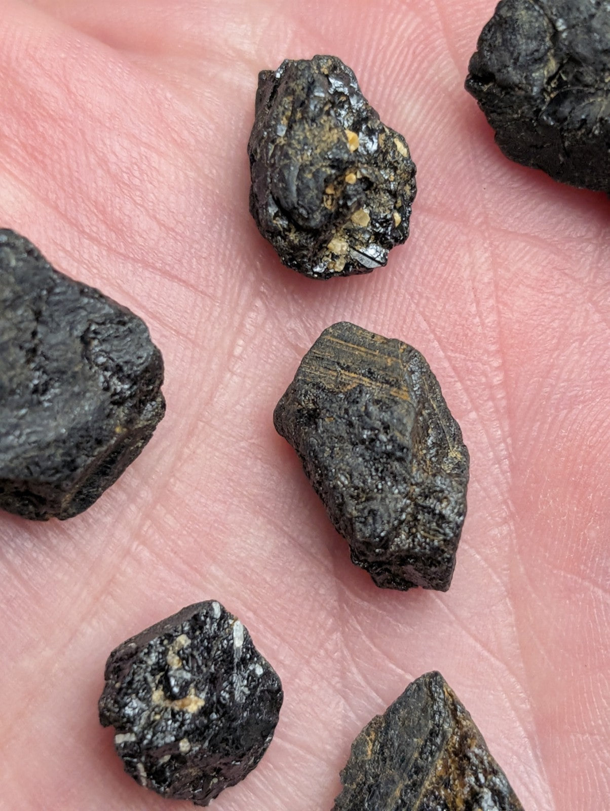 Dark rough-textured titanium-bearing garnet mineral specimens with golden metallic flecks from magnet cove arkansas in palm