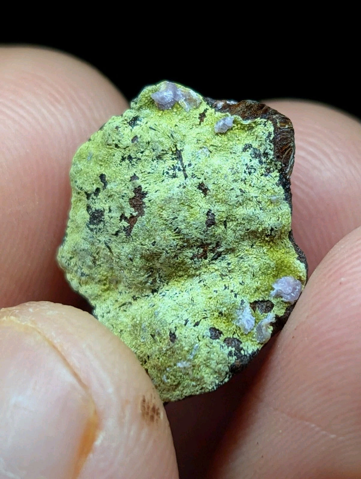 A vibrant lime-green mineral specimen with speckles of dark brown and pale purple, held gently between fingers.