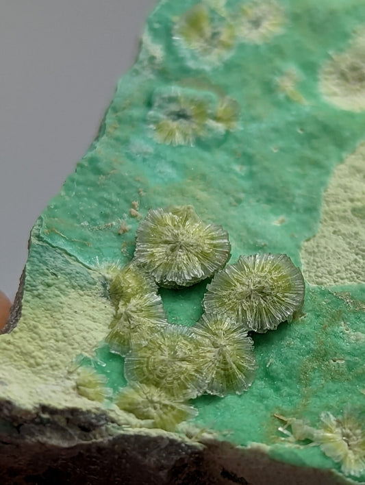 A cluster of translucent, greenish-yellow fossilized coral formations rests on a vibrant turquoise mineral matrix.
