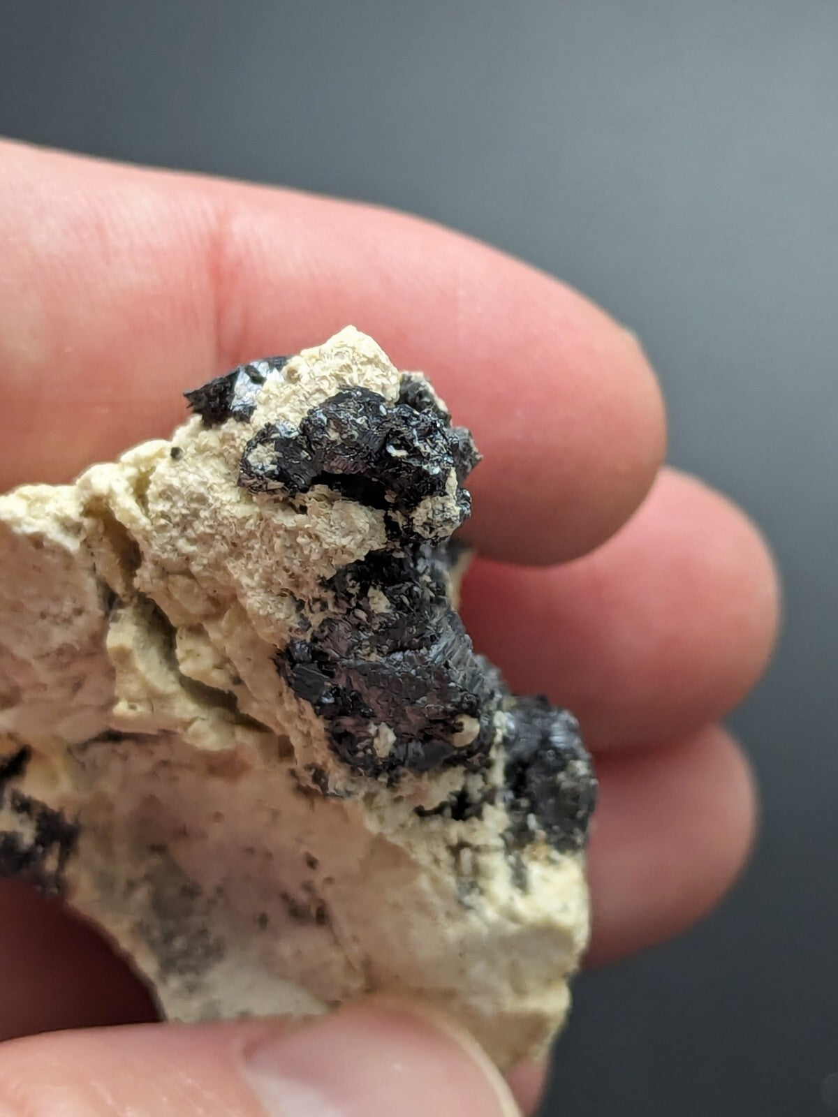 A hand holds a rough, light-colored rock specimen featuring prominent dark black mineral clusters embedded in its surface.