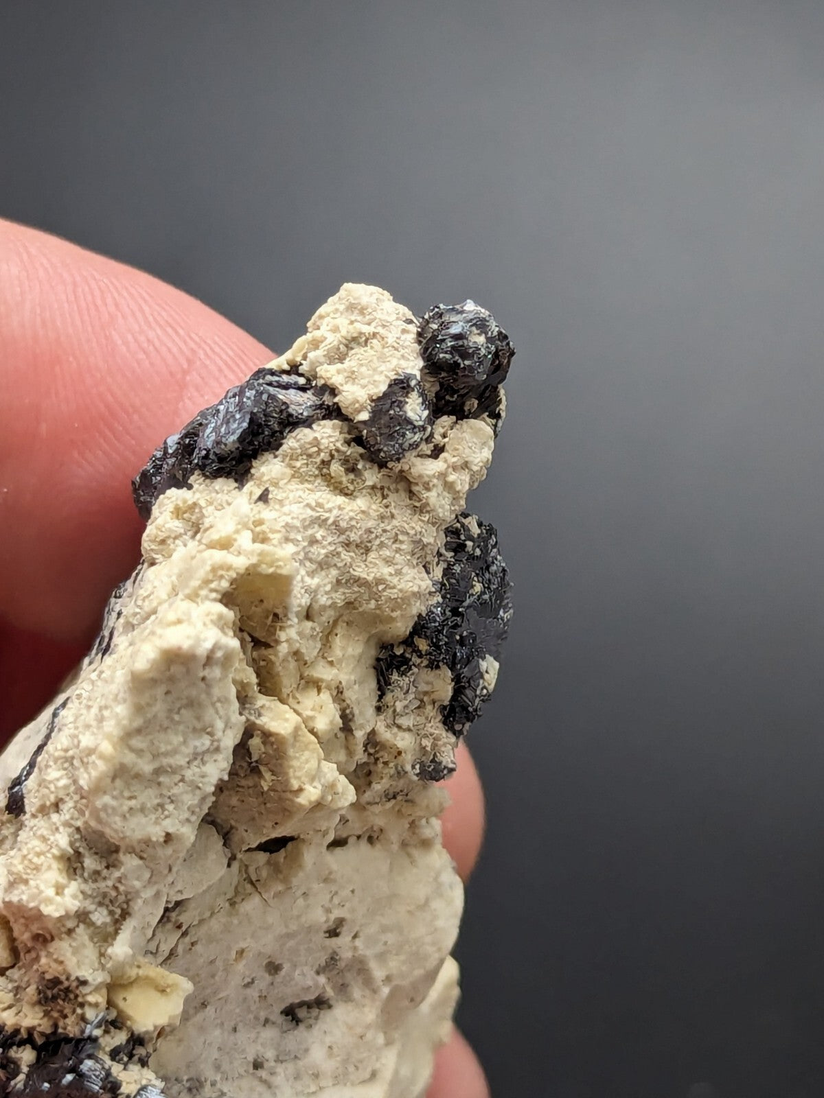 A hand holds a mineral specimen featuring dark, glossy black crystals embedded in a light beige, textured matrix.