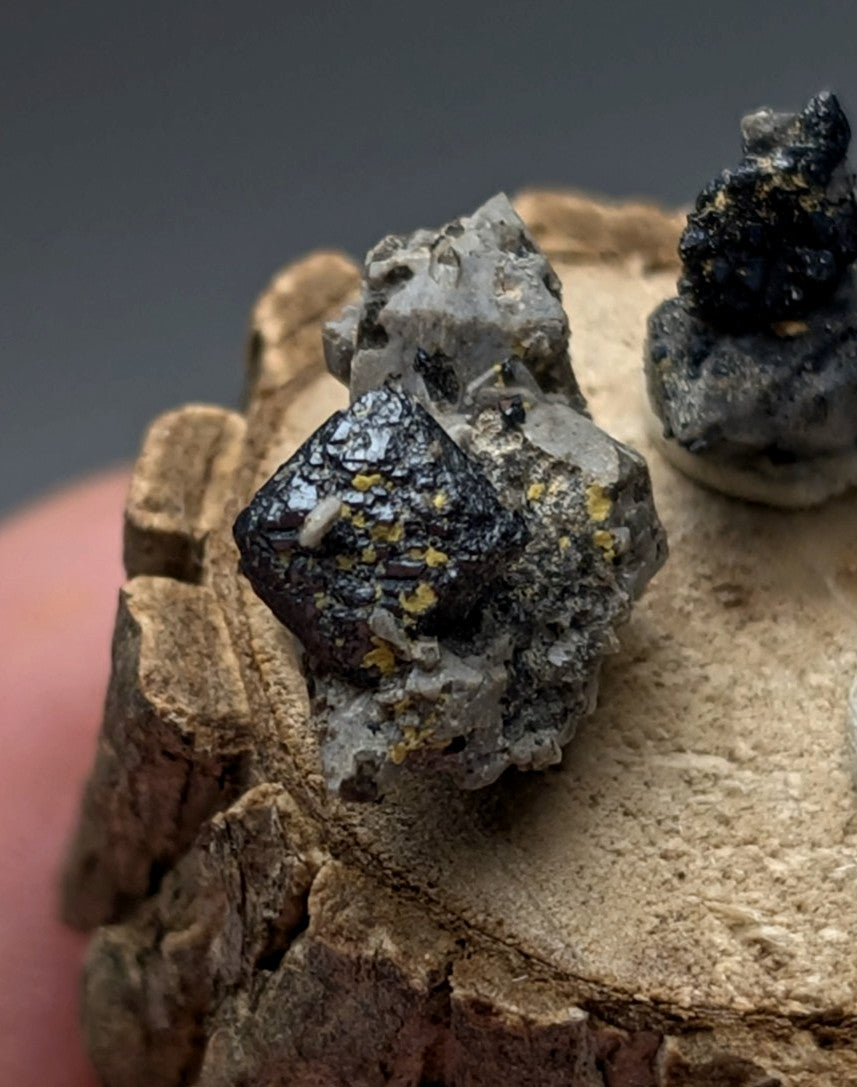 Set of 3 brookite and smoky quartz specimens with dark cubic brookite and yellow inclusions on light brown matrix with wood stand