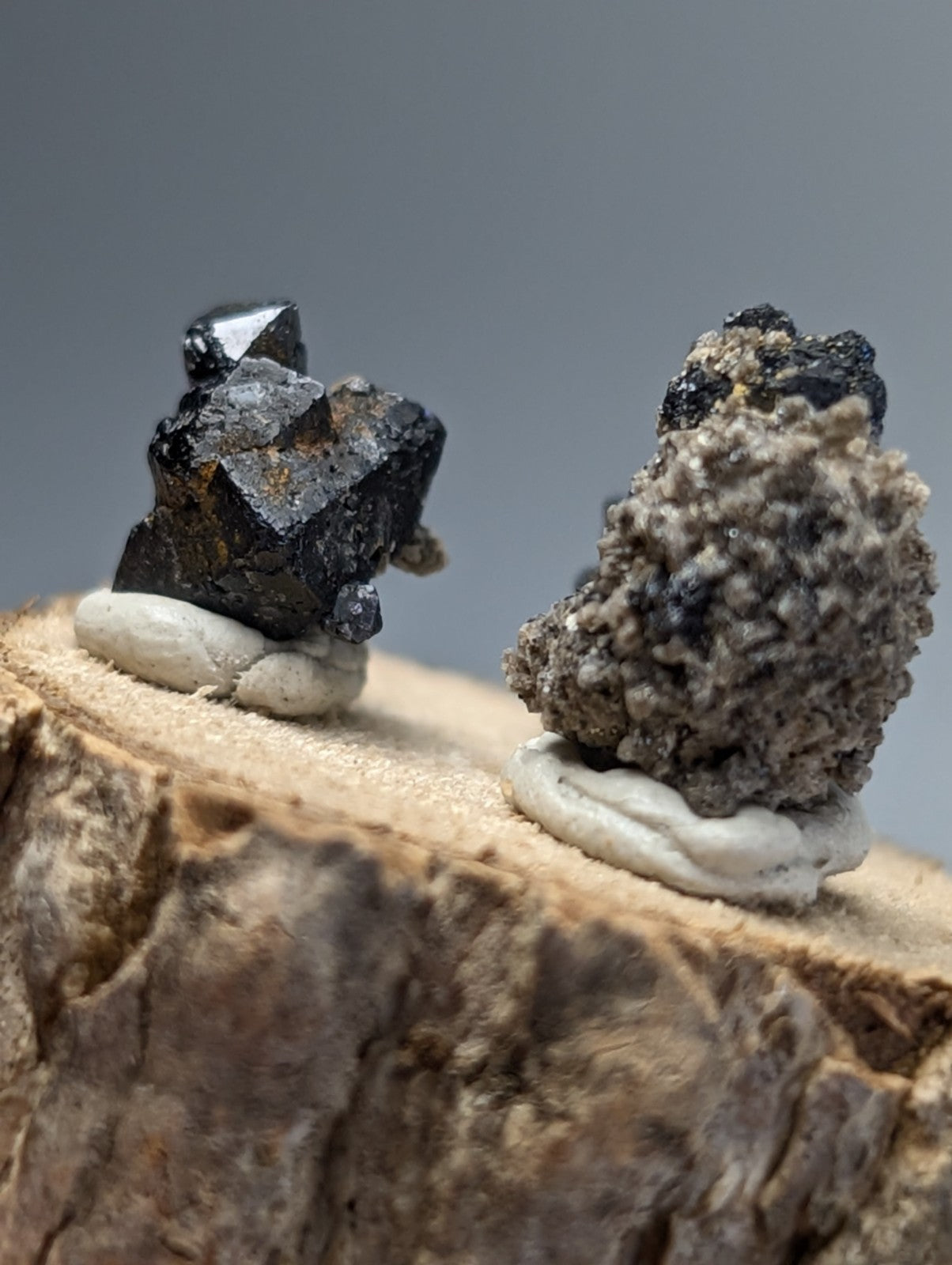 Two dark brookite and smoky quartz mineral specimens on white ceramic bases atop a rustic wood slice stand