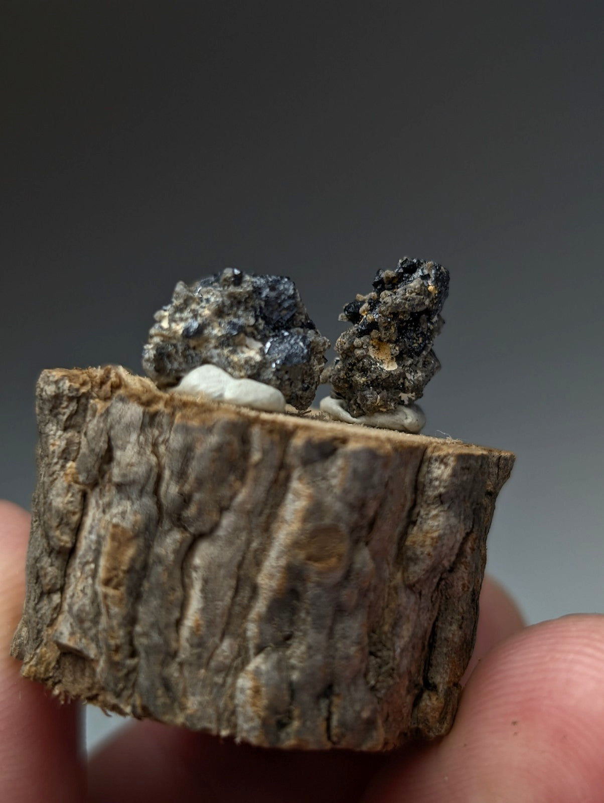 A rustic tree stump slice holding two dark brookite and smoky quartz mineral specimens with blue and white hints