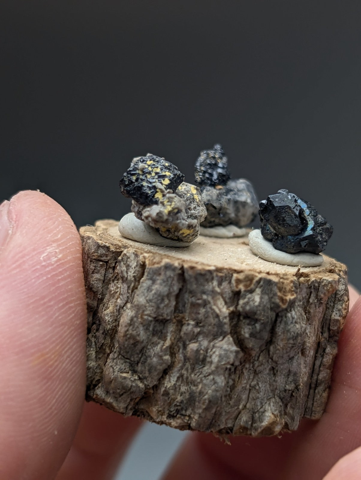 A rustic wooden slice with set of 3 brookite and smoky quartz mineral specimens on white circular bases