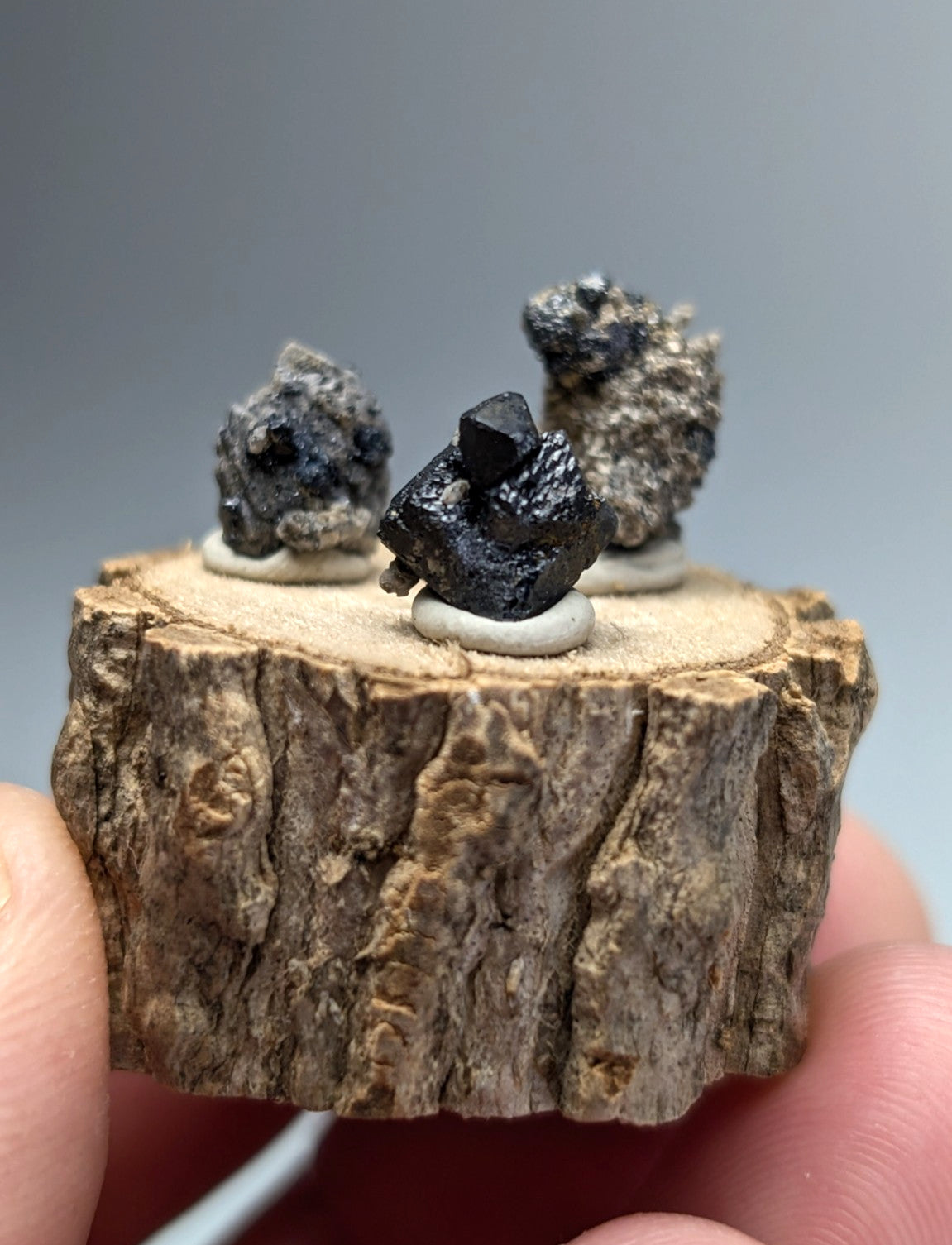 A rustic wooden slice display holding three mounted brookite and smoky quartz mineral specimens from magnet cove arkansas