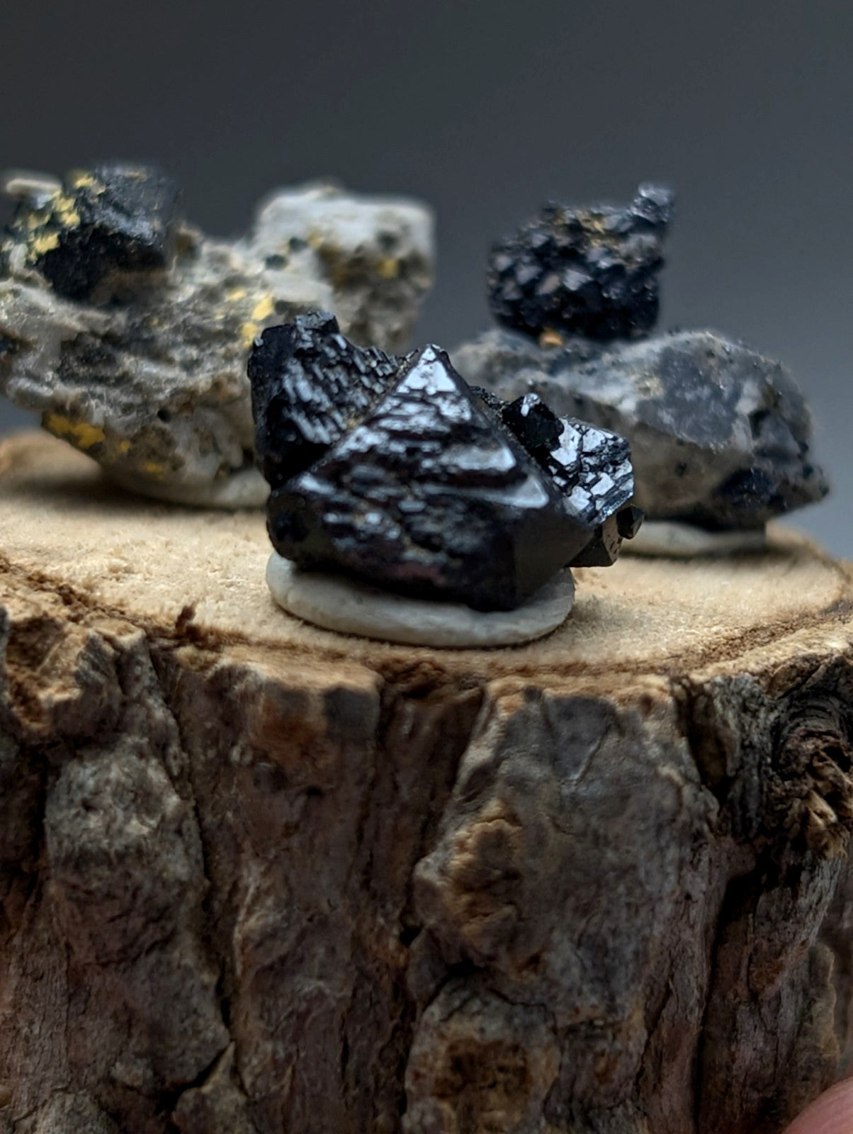 Shiny black pyrite crystal with golden flecks on a white base in set of 3 brookite and smoky quartz from magnet cove arkansas