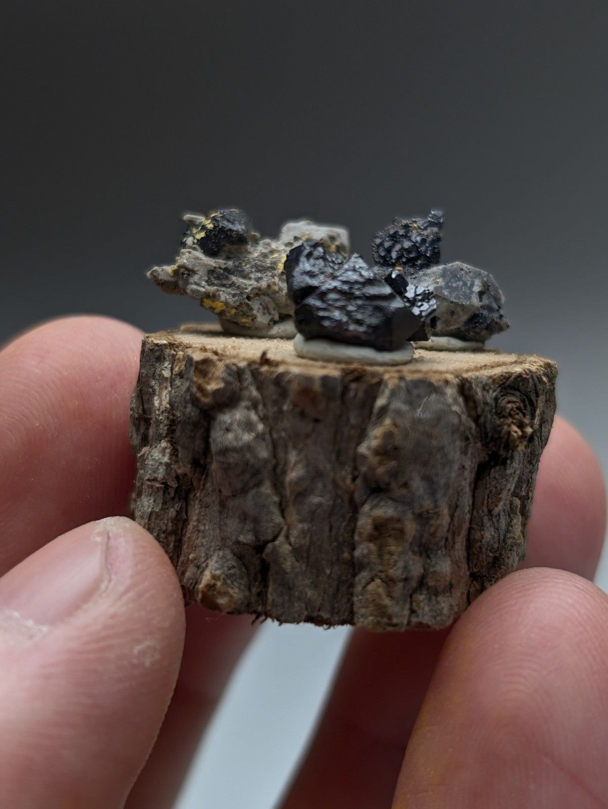 A rustic wood slice with rough bark holding dark brookite and smoky quartz mineral specimens from magnet cove arkansas