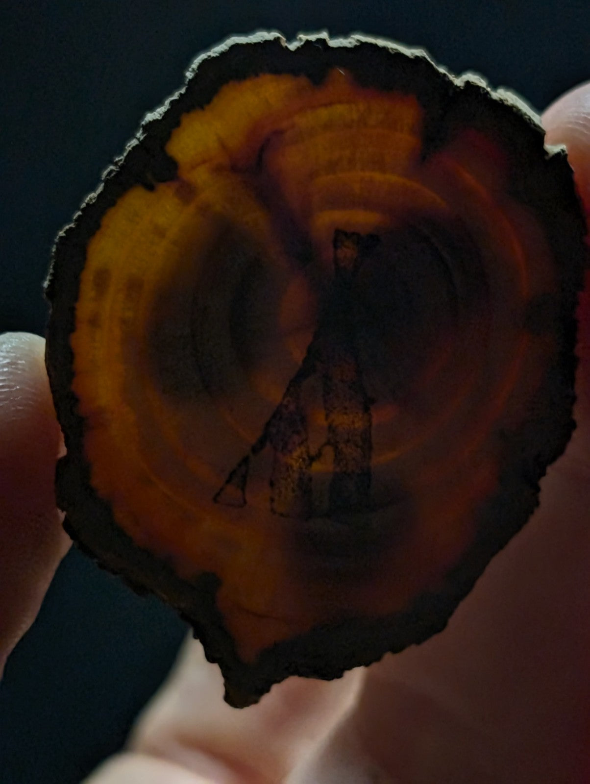 A circular, amber-hued slice of wood with a dark, rugged edge and concentric rings.