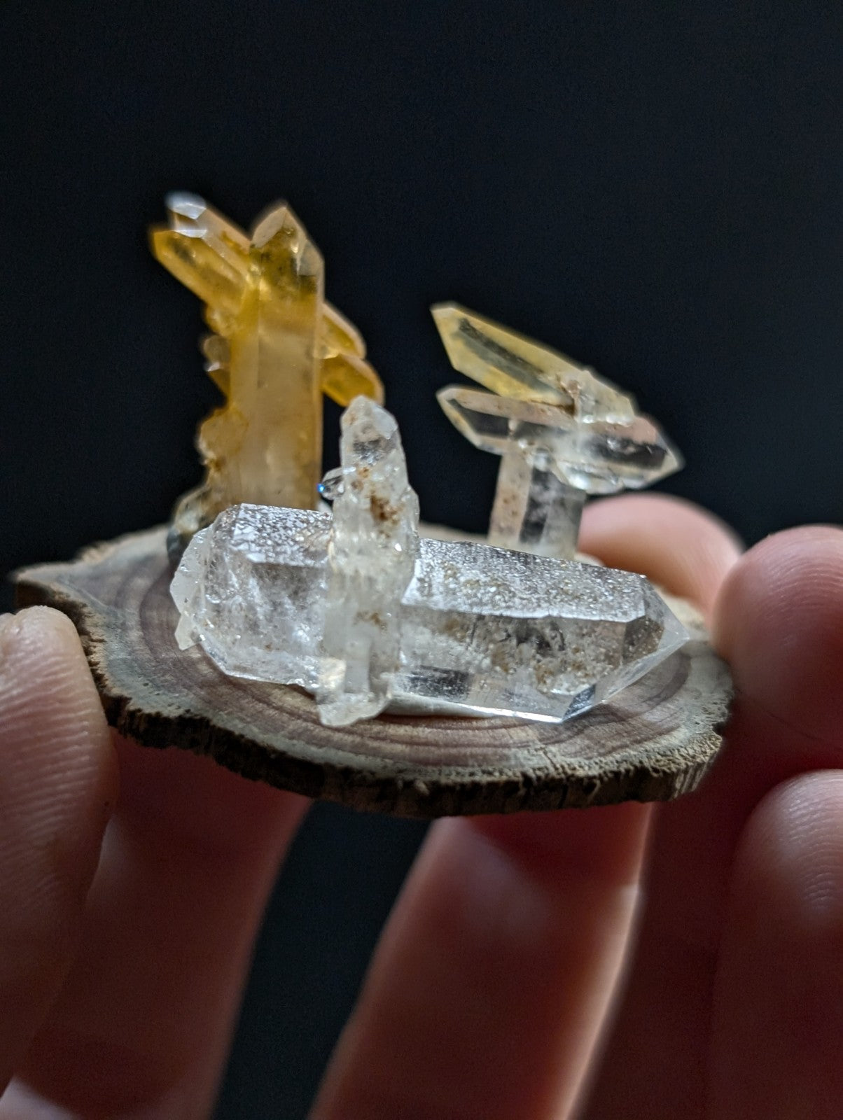 A clear quartz crystal cluster with golden-yellow citrine crystals mounted on a rustic wooden slice.