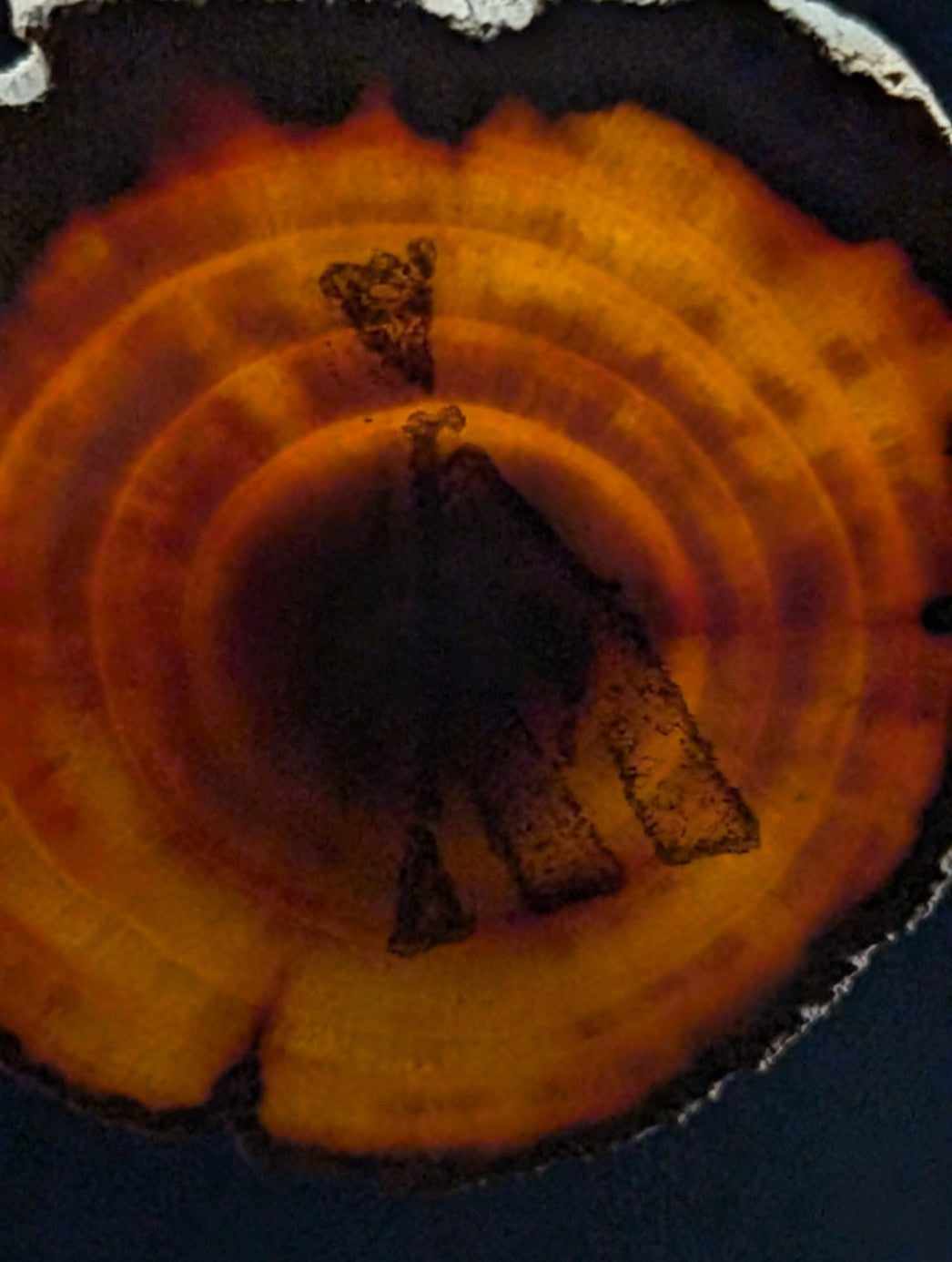 A circular, cross-section slice of amber-colored wood with visible concentric growth rings and a dark, rough-edged outer perimeter.