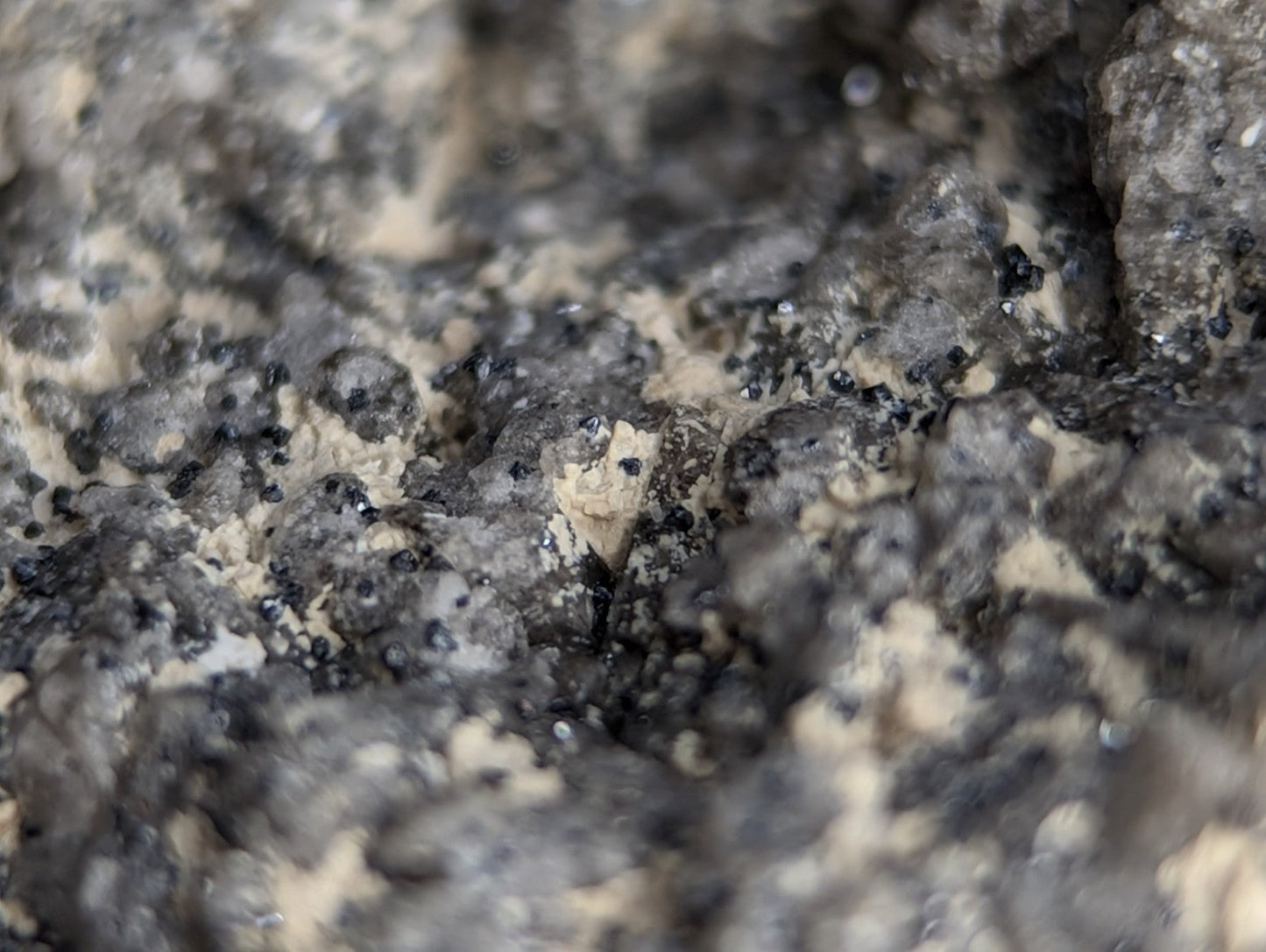 A small, pale beige insect nestled among dark gray and black rocky textures.