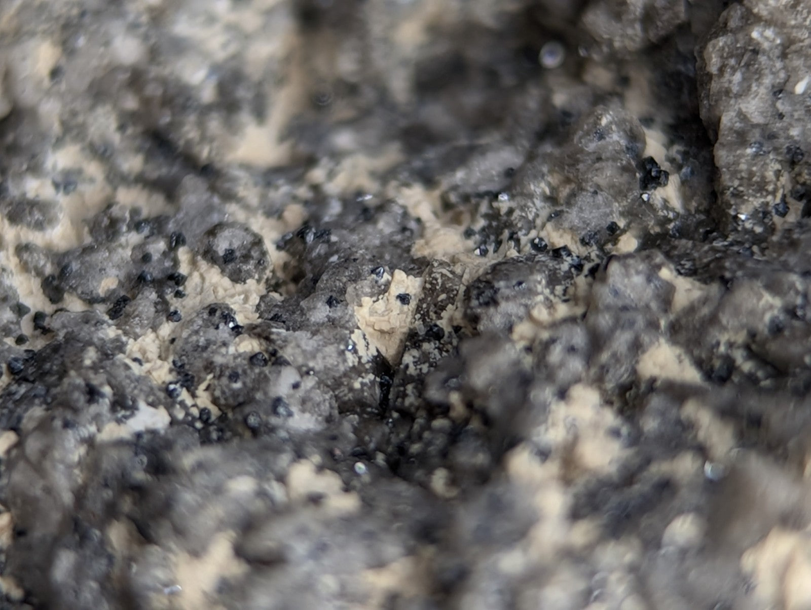 A small, pale beige insect nestled among dark gray and black rocky textures.