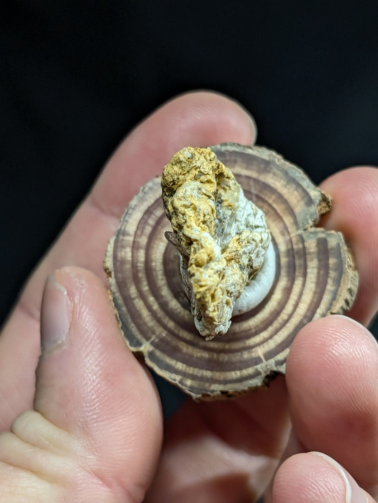A textured, irregularly shaped mineral specimen with patches of yellow and white, mounted on a circular wooden slice displaying concentric growth rings.