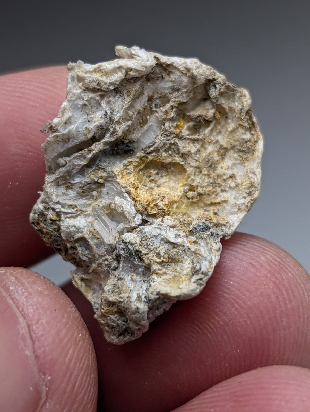 A weathered oyster shell with mottled gray and yellow interior solution quartz in rectorite from jeffrey quarry arkansas